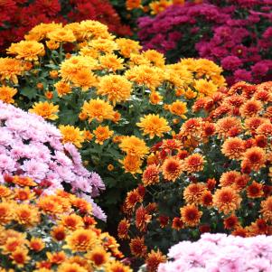 Beautiful flowers of chrysanthemums