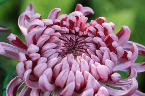 Irregular Incurve chrysanthemum