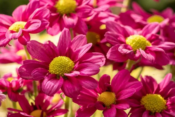 pink blooming chrysanthemums