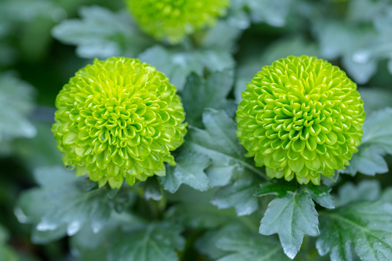 13 Types of Mums | Chrysanthemum Varieties | HGTV