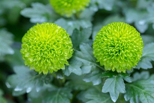 pompom chrysanthemums