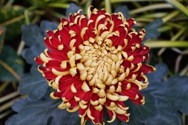 intermediate incurve chrysanthemum