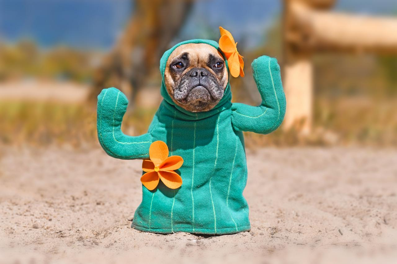 diy funny dog costumes