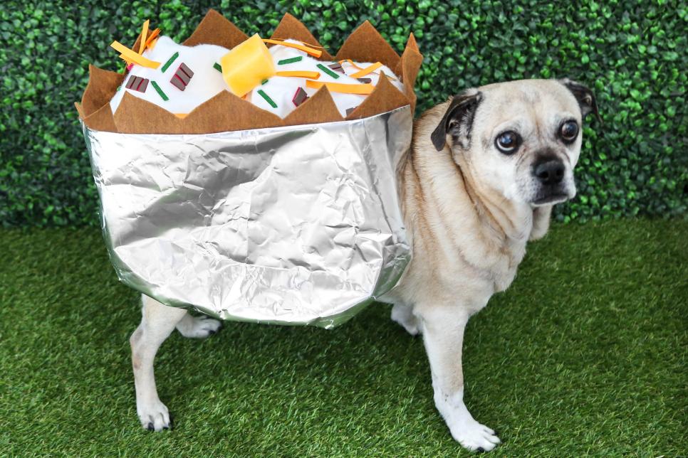 DIY Dog Costumes and Cat Costumes for Halloween HGTV