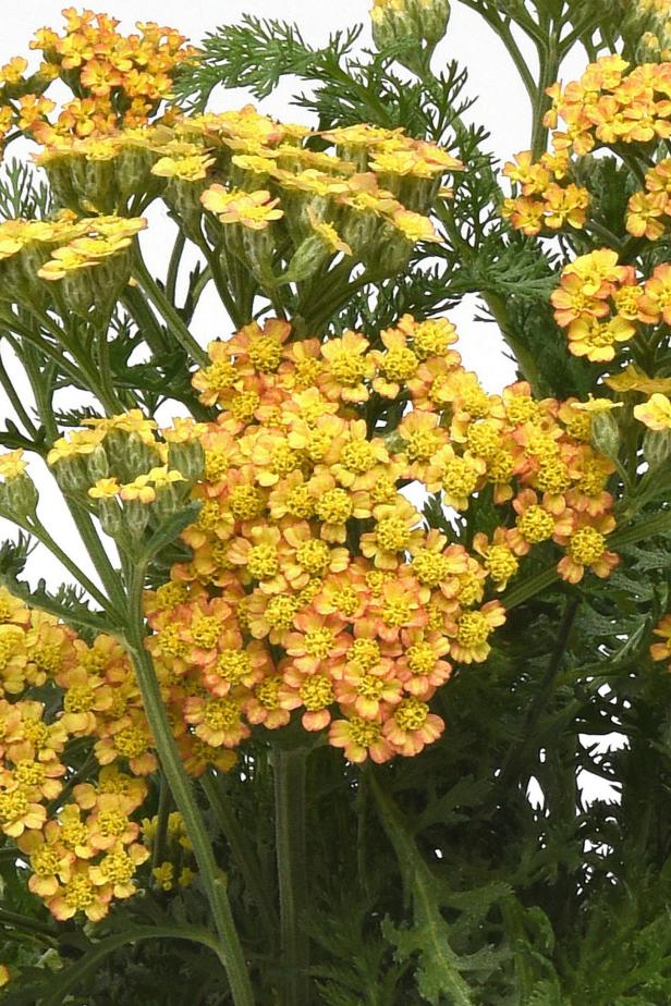close up of yarrow flowes and foliage