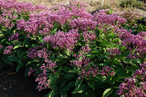 A close-up of clusters of Joe Pye Weed blooms