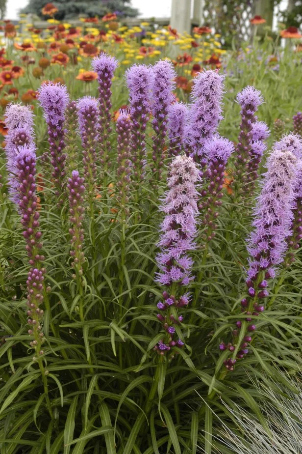 Liatris 'Kobold' flowers growing in front of blanket flowers.