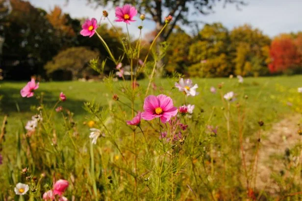 Cosmos growing in an open field