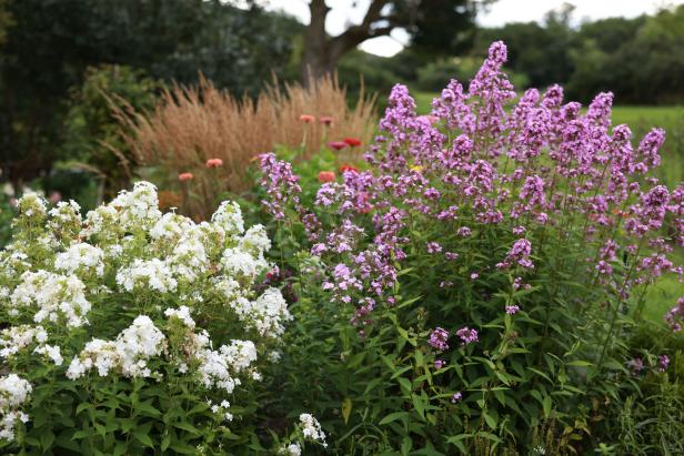 White and purple phlox growing in a meadow