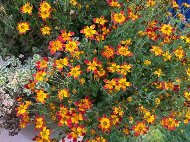 Close-up of tickesee sunflowers, or Bidens aristosa blooms