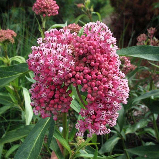  A close-up of milkweed blooms
