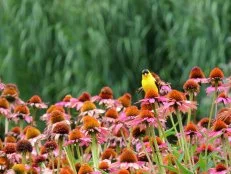 A mass of pinkish coneflower with a goldenfinch sitting on one plant.