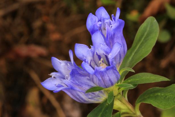  A close-up of gentian flowers
