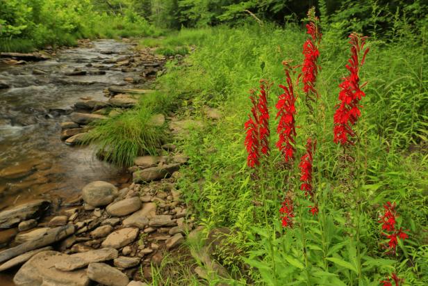 A stand of cardinal flowers beside a stream filled with rocks