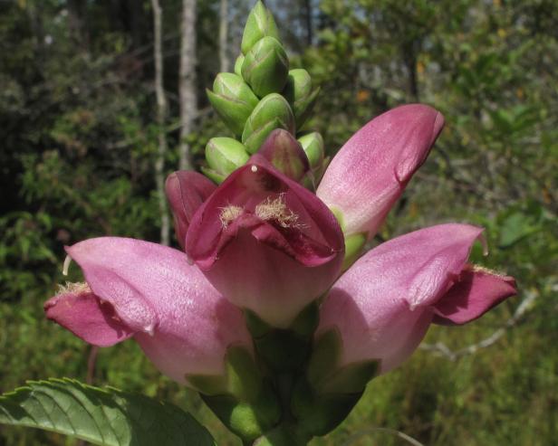 A close-up of turtlehead blooms