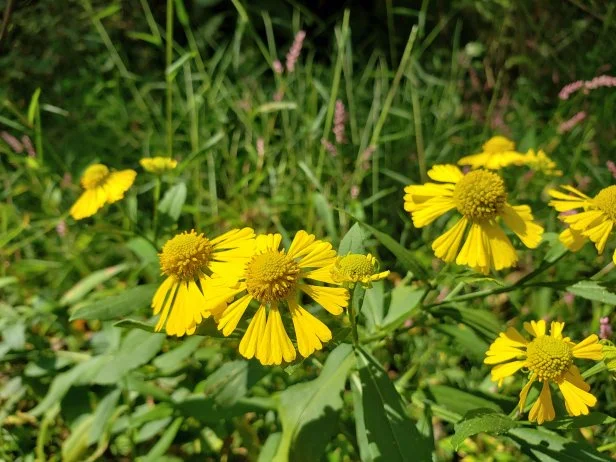 A close-up of sneezeweed flowers