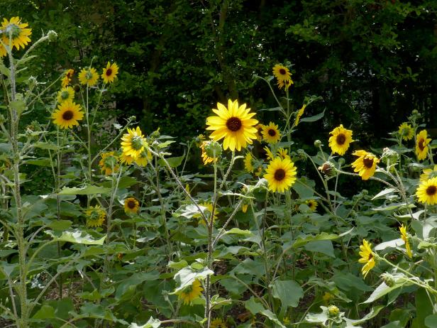 A close-up of sunflower blooms on tall stalks