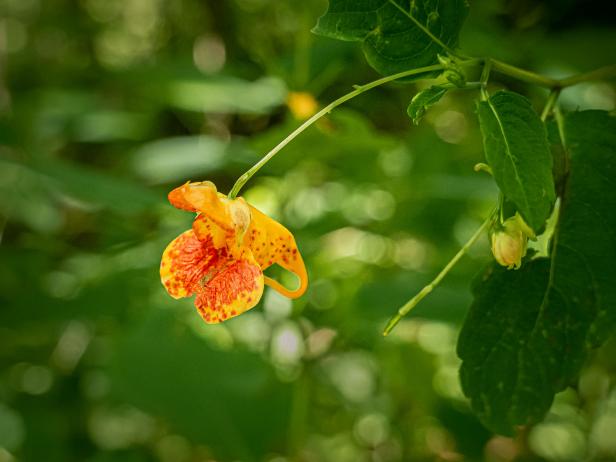 A single stem of blooming jewelweed