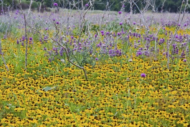 A field of black-eyed Susans and purple flowers