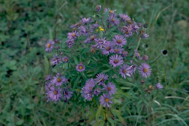  A close-up of New England asters