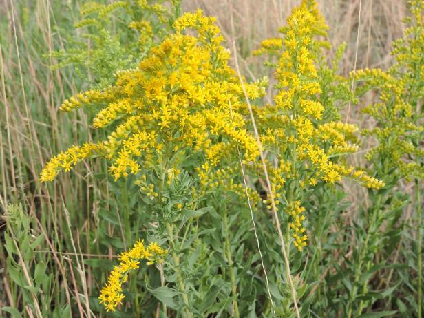A goldenrod plant in bloom