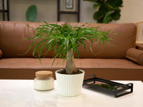 How to Grow Ponytail Palm (Beaucarnea recurvata)