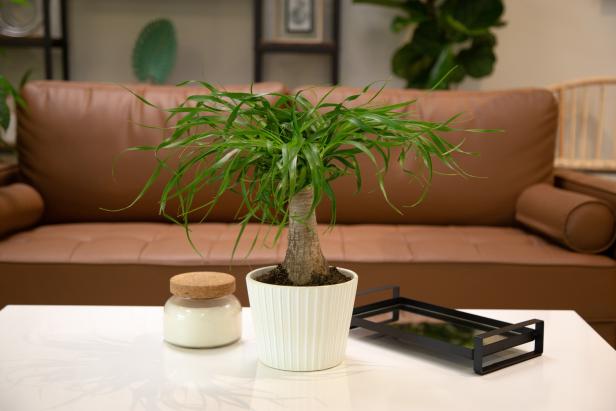 A potted ponytail palm with a sofa in the background
