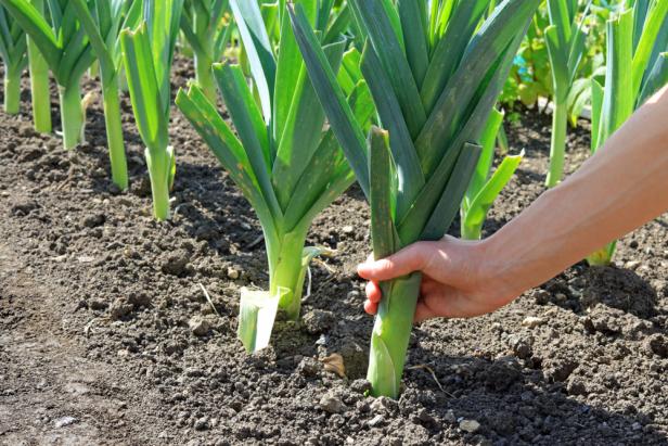 Gardener Harvests Leeks By Hand When They Are Mature