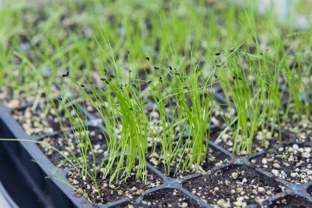 Leek seedlings grow In a Tray Before Being Planted In the Garden