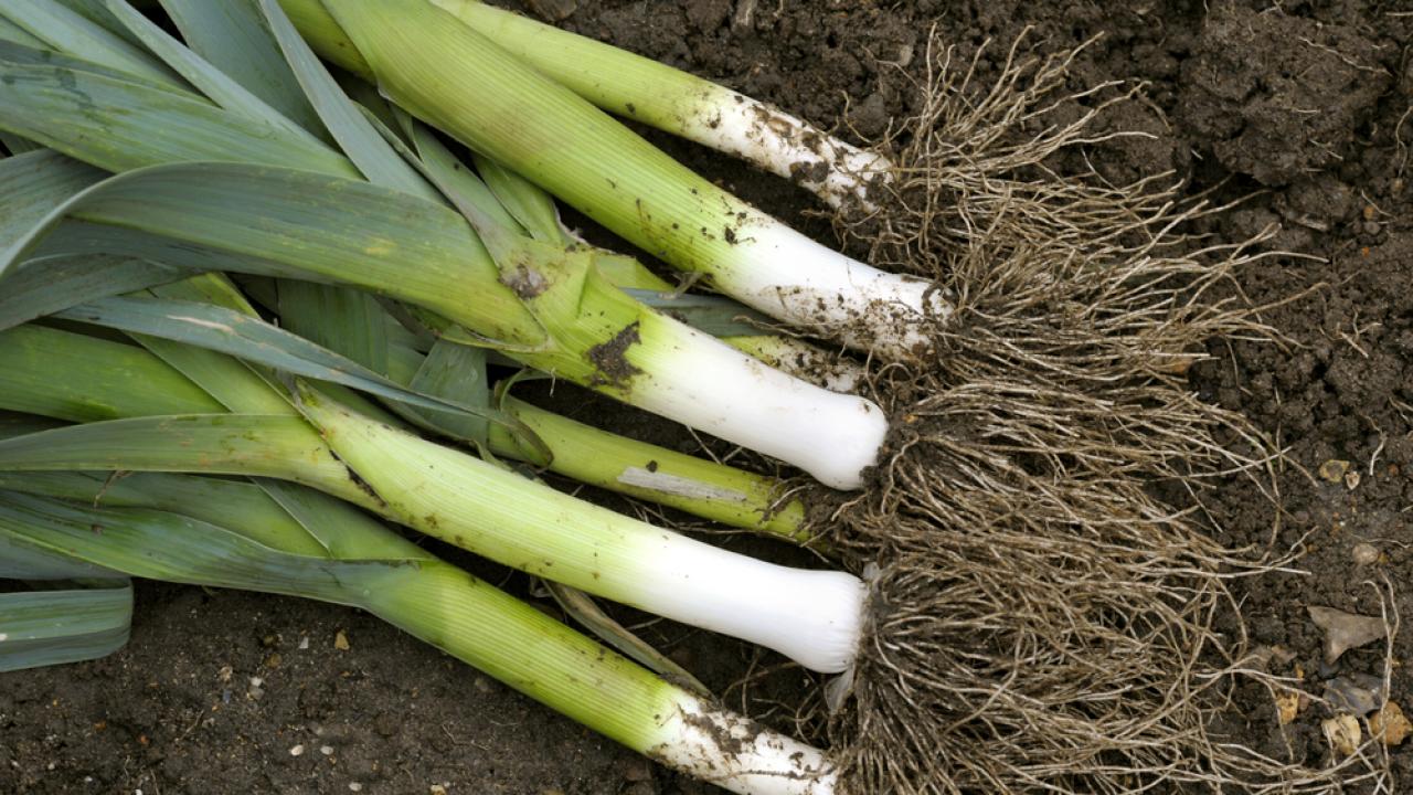 Leaf-Cutting Vegetables Such as Green Onion Leek and Melon