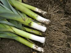 Leeks Are Freshly Lifted From the Garden and Ready to Trim and Use
