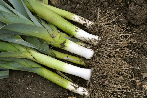 Leeks Are Freshly Lifted From the Garden and Ready to Trim and Use