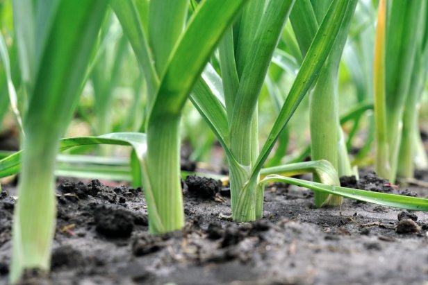 Green Leeks Are Ready to Harvest But Can Stay In the Ground Longer