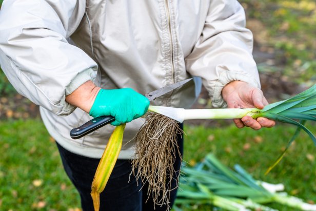 Strip the Outer Layer of Leeks to Reveal the Edible White Stem