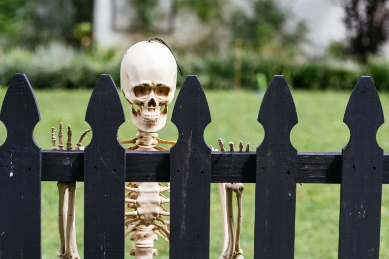 Life-sized skeleton peeping over a fence in a front yard.