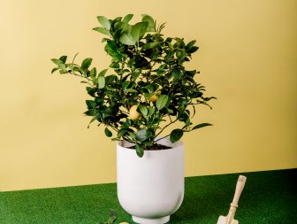 A small Meyer lemon tree in a pot with a garden trowel and some dirt beside it.