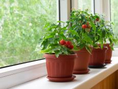 Small balcony cherry tomatoes in pots on an indoor windowsill.