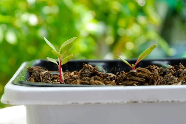 Swiss Chard Seedlings Emerge From Planting Soil Indoors