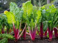 Colorful Peppermint Swiss Chard Leaves Growing In a Garden.