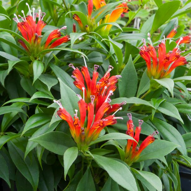 A close-up of the flowers and foliage on lipstick plant 'Fireworks'