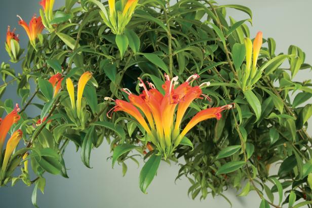 A close-up of the blooms and leaves on an orange lipstick plant.