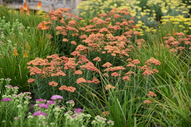 A bed planted with Achillea 'Firefly Peach'