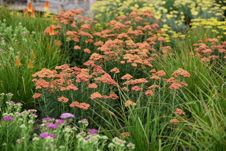 A bed planted with Achillea 'Firefly Peach'
