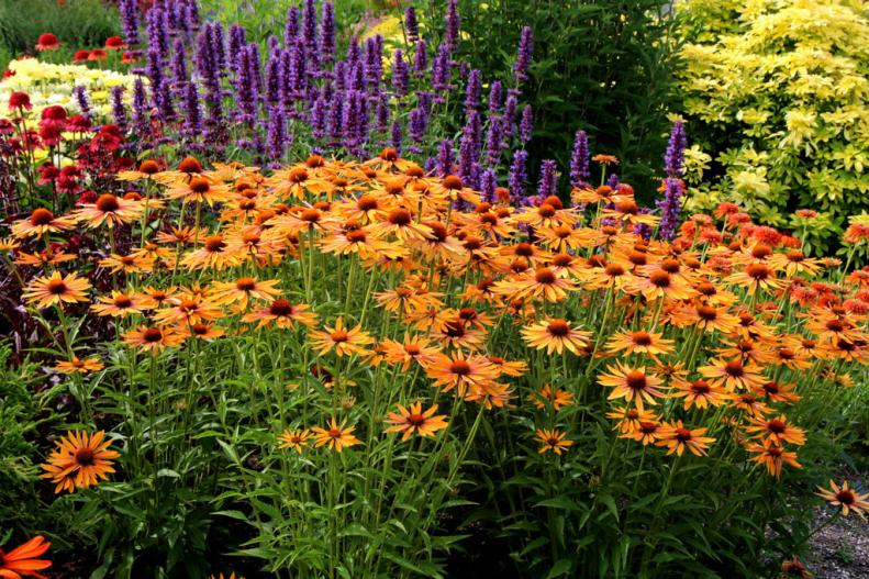 A garden bed with 'Big Kahuna' coneflowers and other plants