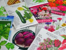 PRINCETON, NJ -2 FEB 2022- View of packets of flower and vegetable seeds from different seed brands ready for planting in 2022.