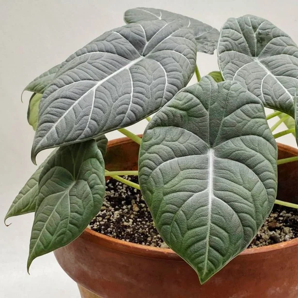 A close-up of Alocasia 'Maharani' in a clay pot against a plain background.