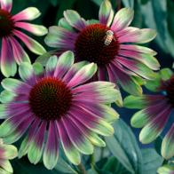 A close-up of Echinacea 'Sweet Sandia' flowers