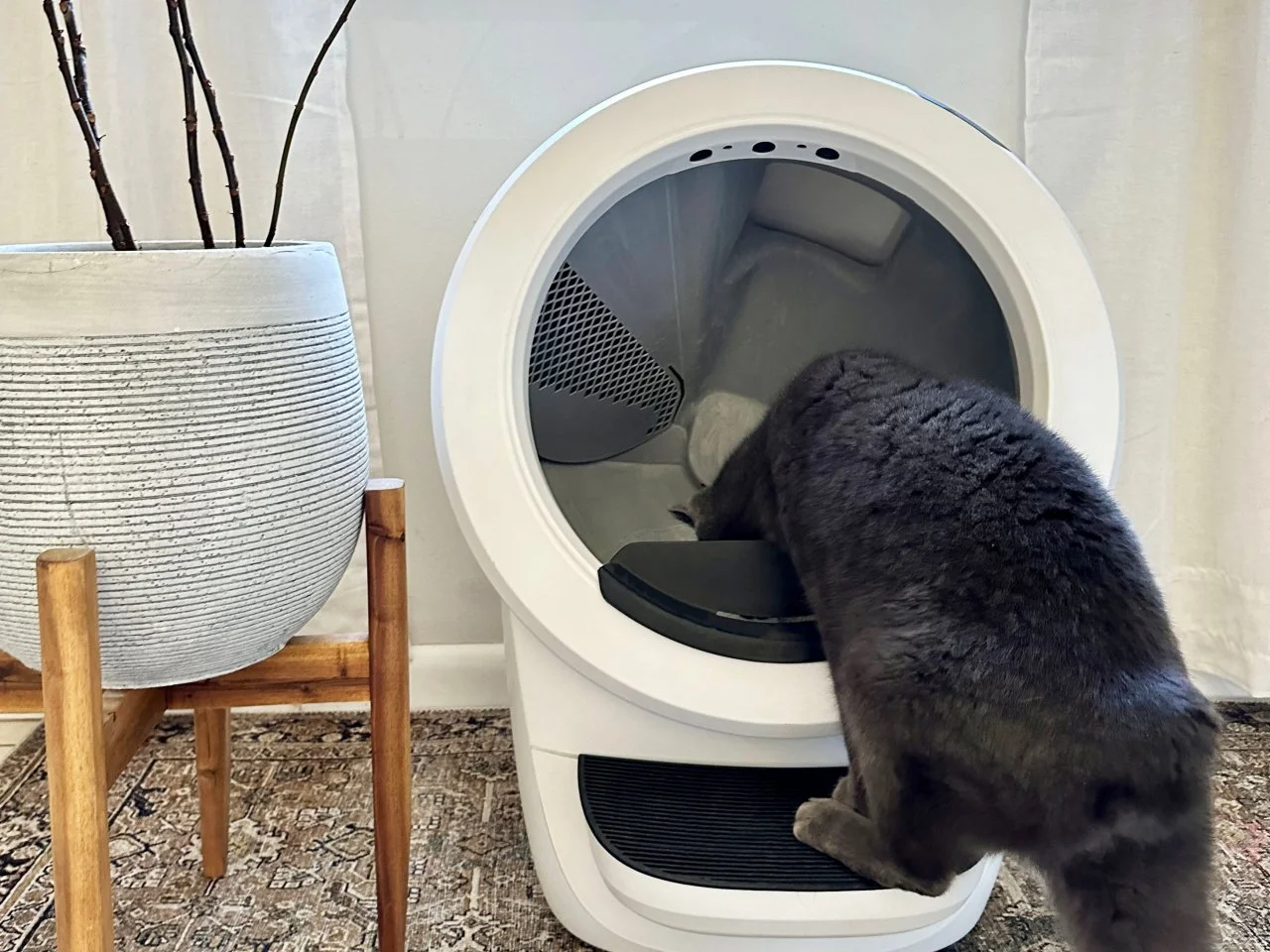 Litter Robot Review 2024 Why I Love the Automated Litter Box by Litter Robot HGTV