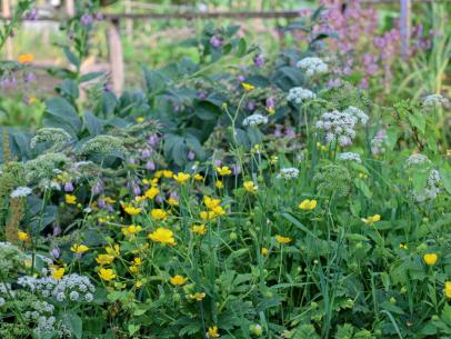 Chaos Gardening: The Easiest Way to Grow a Garden