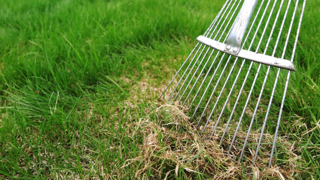 Raking thatch deals out of lawn